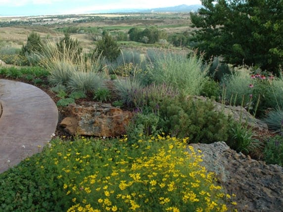 xeriscaping colorado 