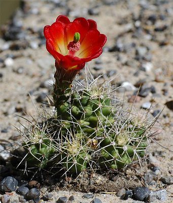 Red Cactus Flower Plants