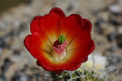 drought-tolerant plants