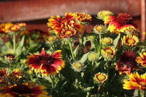 fall gardening 