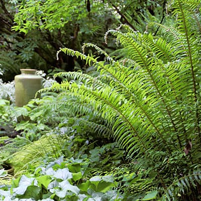 low-water ferns