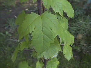 colorado native plants