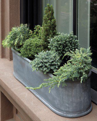 container planting 