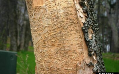 Control Destructive Pests – Emerald Ash Borer