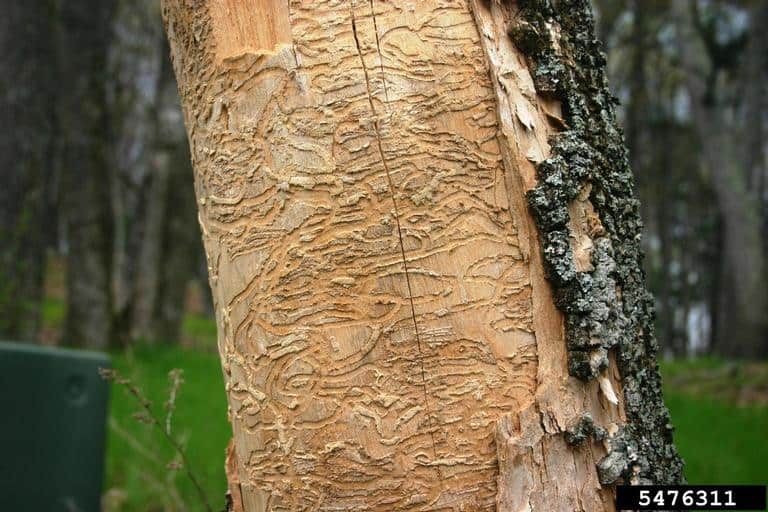 Blog Featured – Control Destructive Pests – Emerald Ash Borer