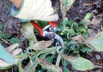 Prepare Your Garden for Winter Weather