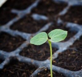 Organic Soil Amendments