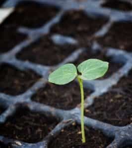 Organic Soil Amendments