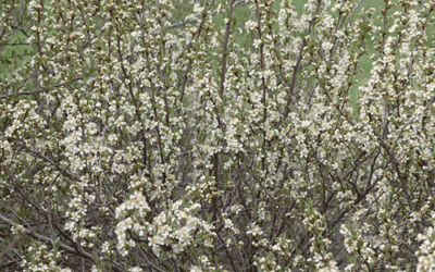 The Western Sandcherry