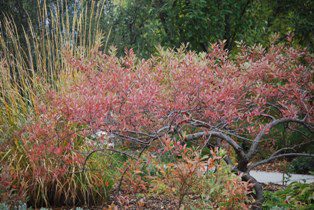 Western Sandcherry fall