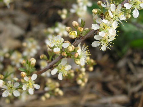 Western Sandcherry bud