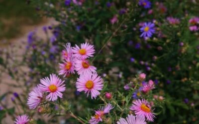 Best Flowers for Fall Gardens