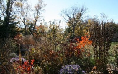 Build a Beautiful Wildflower Nursery