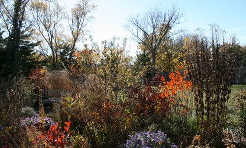 Build a Beautiful Wildflower Nursery