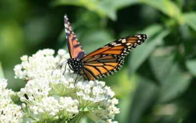 A Guide to Annuals and Perennials