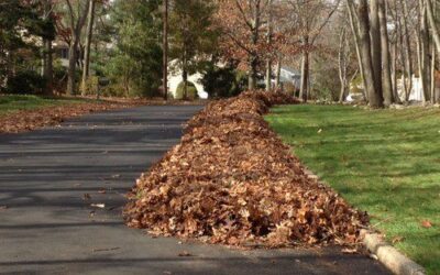 Take Advantage of Fall Leaves