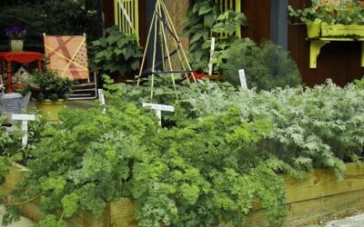 Start a Cool Season Vegetable Garden