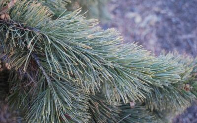 Rocky Mountain Bristlecone Pine
