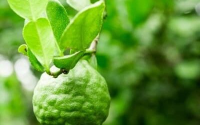 8 Edible Plants of Colorado