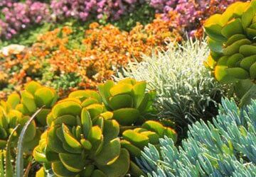 Create a Water-Wise Landscape