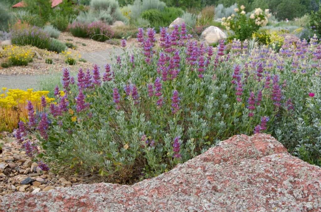 Mojave Sage