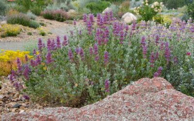 Mojave Sage