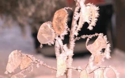 Protect Your Winter Garden from Frost