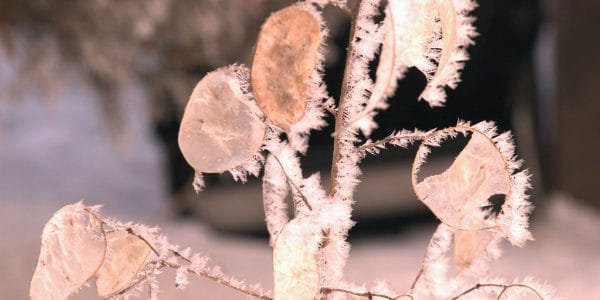 Protect Your Winter Garden from Frost