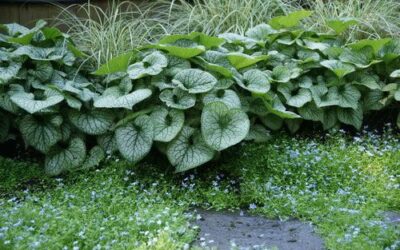 Foliage Fun: Adding Texture to Your Garden