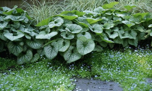 Foliage Fun: Adding Texture to Your Garden