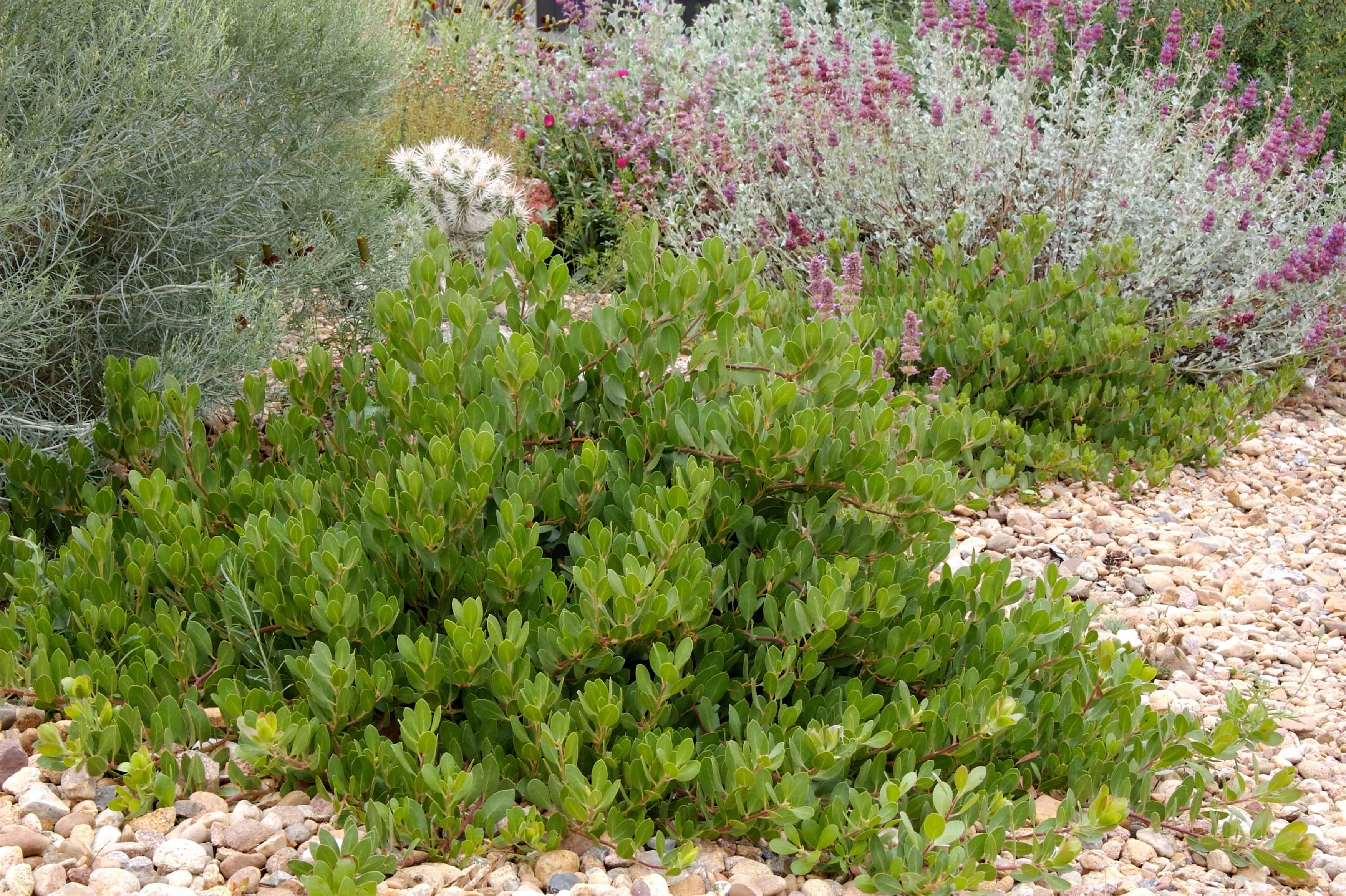 Arctostaphylos-x-coloradoensis-Panchito-2-D.-Winger