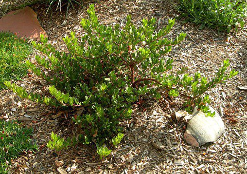 Panchito-Manzanita-Arctostaphylos-x-coloradoensis