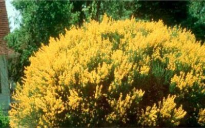 Spanish Gold Broom