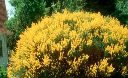 broom spanish gold