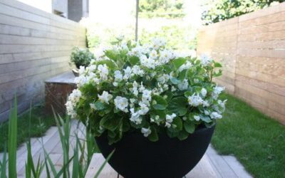 Bold Container Garden Designs
