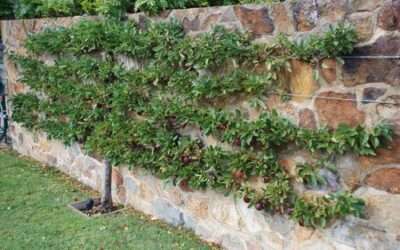 A Colorado Gardener’s February Checklist