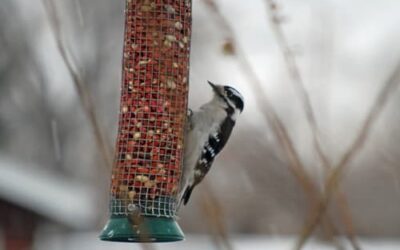 A Colorado Gardener’s January Checklist