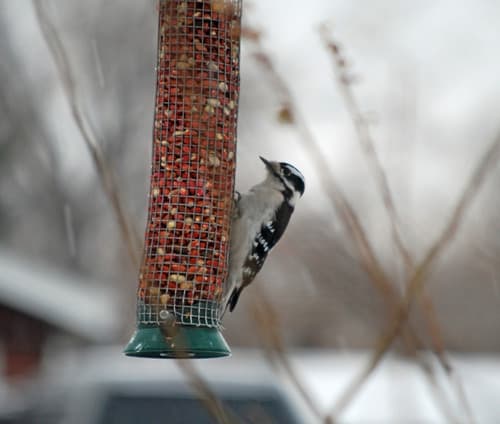 Blog Featured – A Colorado Gardener’s January Checklist