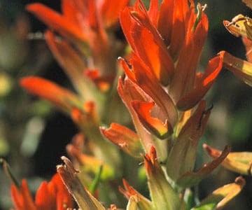 Top Native Plants of the Mountains