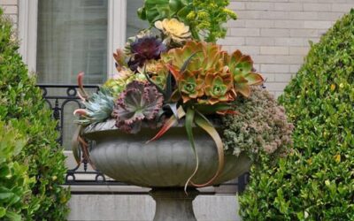 Succulent Container Garden Designs