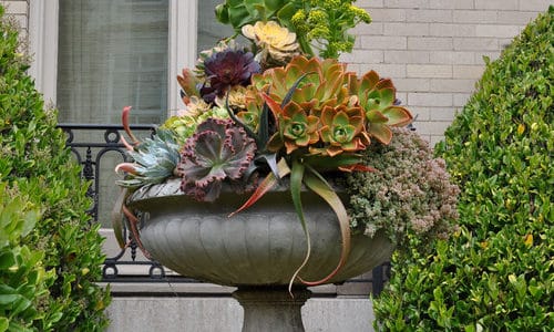 Succulent Container Garden Designs