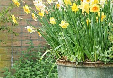 Celebrate Worldwide Plant a Flower Day!