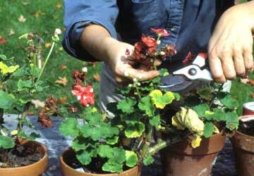 Simple Spring Landscaping Tips