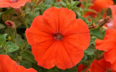 Top Garden Trends in 2014