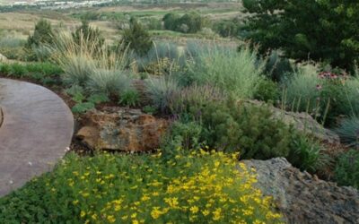Planning Ahead – The 7 Principles of Xeriscape