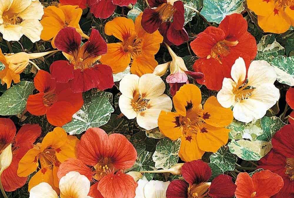 Colorful Annuals for Spring Container Gardens