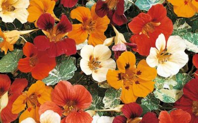 Colorful Annuals for Spring Container Gardens