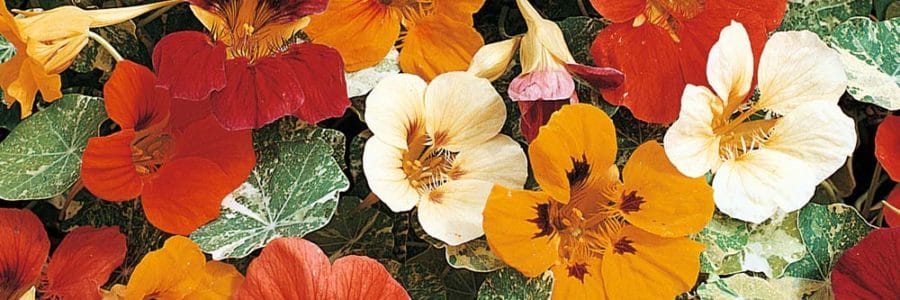 Colorful Annuals for Spring Container Gardens