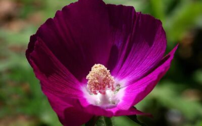 Prairie Winecups
