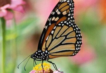 The Environmental Benefits of Eco-Friendly Xeriscaping